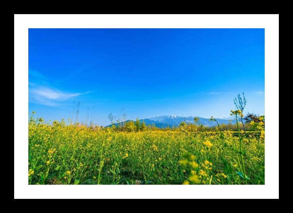 Yellow Wildflowers Mountain Vista Wall Art, Interior Accents, Framing Solutions, Residential/Commercial Decor, Premium Gifts | Size: 8 x 12 inches